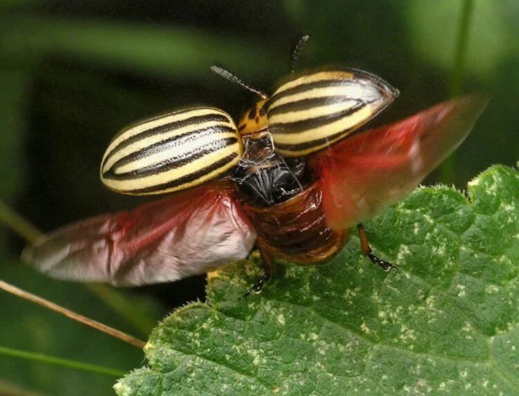Колорадские жуки отлично летают, и это большая проблема