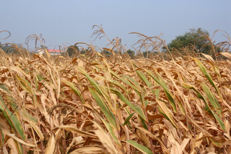 В США из-за засухи страдает урожай кукурузы