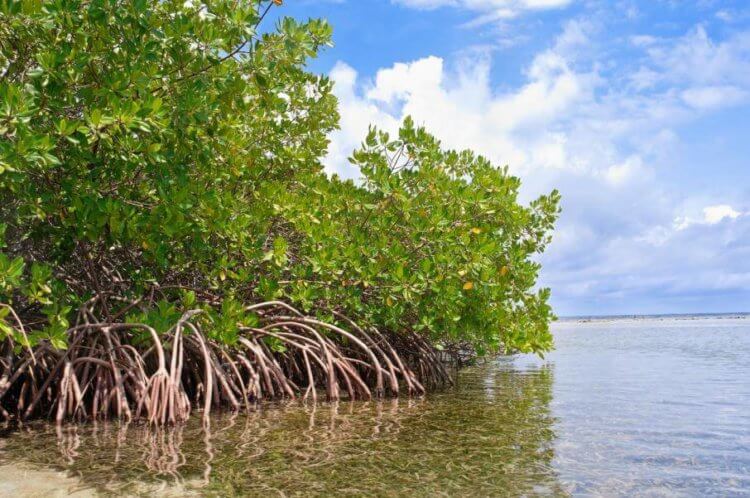 Спасти Джакарту помогут мангровые заросли
