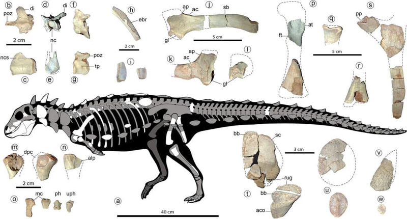 Обнаруженные кости якапиля и реконструированный скелет животного