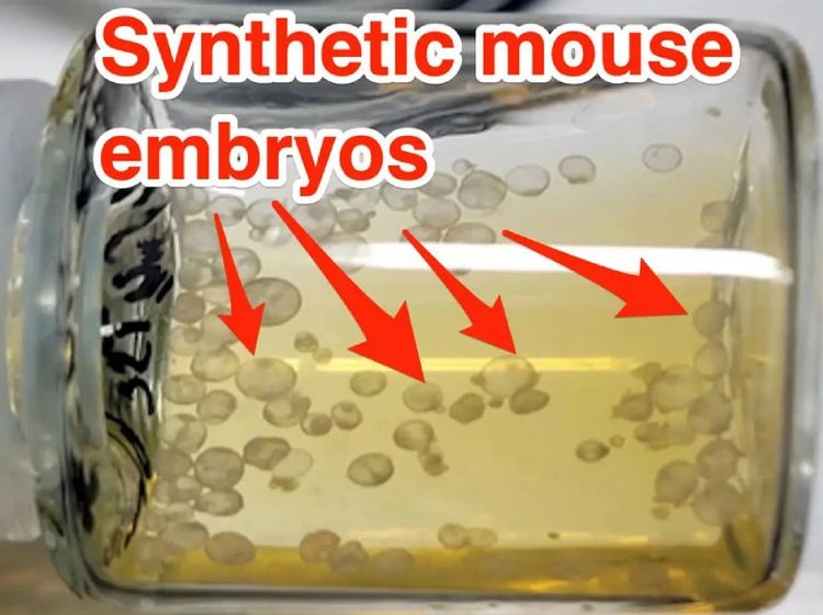 Синтетические эмбрионы в питательной среде