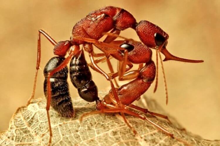 Королевой становится самый сильный муравей, который побеждает в схватк