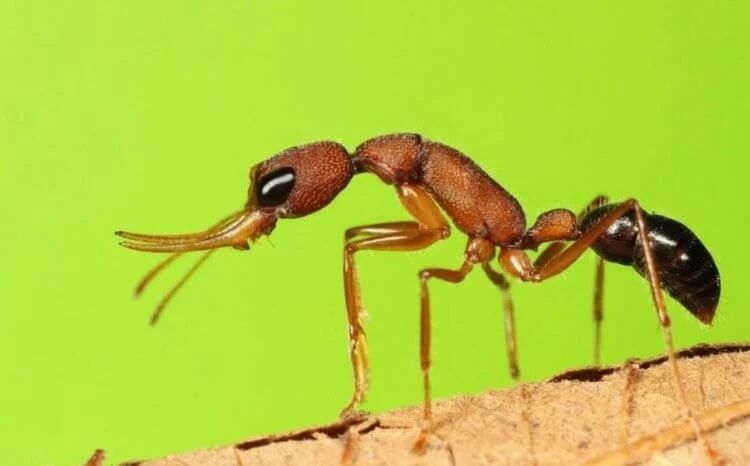 Индийский муравей вырабатывает белок, который блокирует процесс старен
