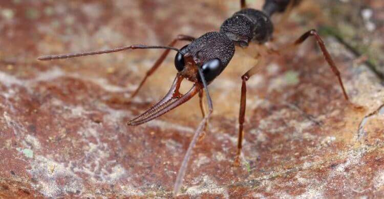 Индийские прыгающие муравьи увеличивают продолжительность своей жизни