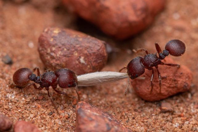 Многие виды муравьев являются важными рассеивателями семян.
