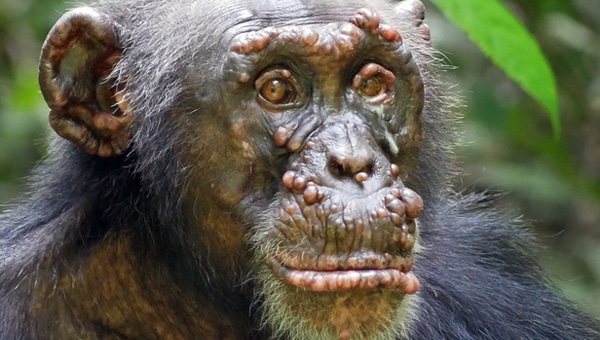 Шимпанзе болеют многими опасными инфекционными заболеваниями