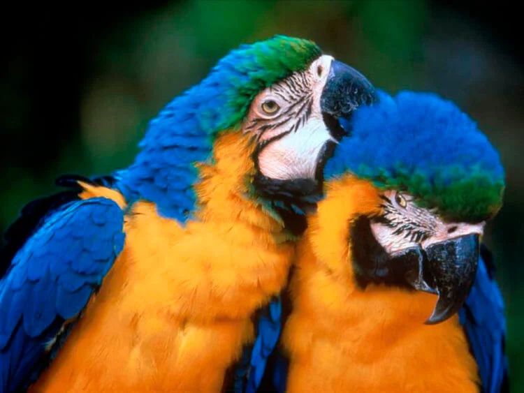 Некоторые попугаи эволюционировали за последние 150 лет