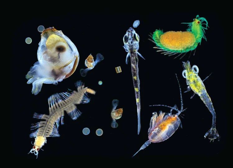 Исчезновение морских организмов происходит из-за загрязнения и изменен