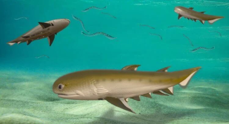 Такие рыбы плавали в древнем океане более 400 миллионов лет назад