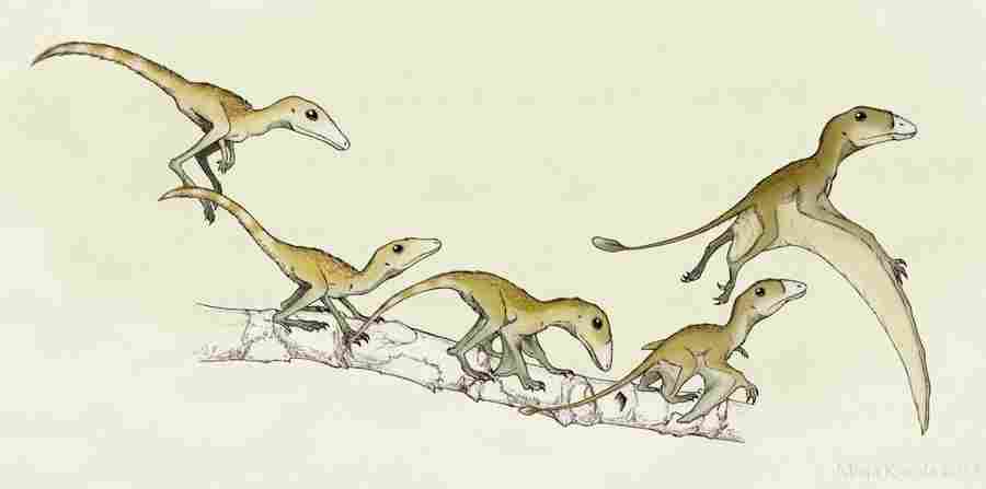 Возможно, именно так происходило «превращение» предков птерозавров