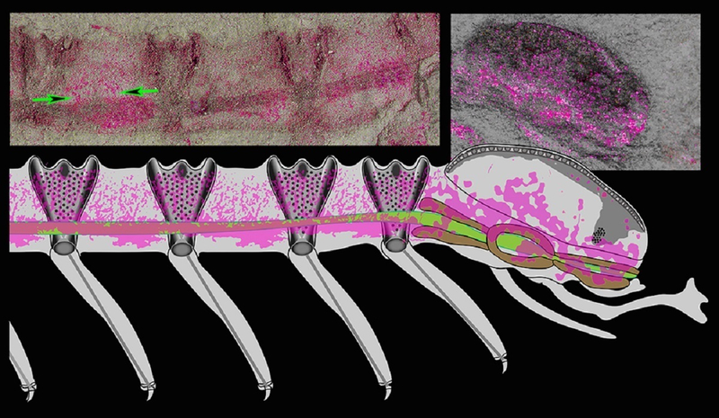 Фиолетовые области показывают следы окаменелой нервной ткани и мозга