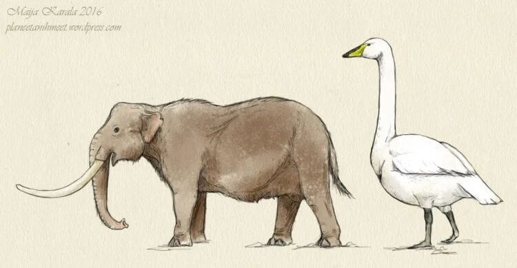 Карликовые слоны Palaeoloxodon falconeri были размером с гуся