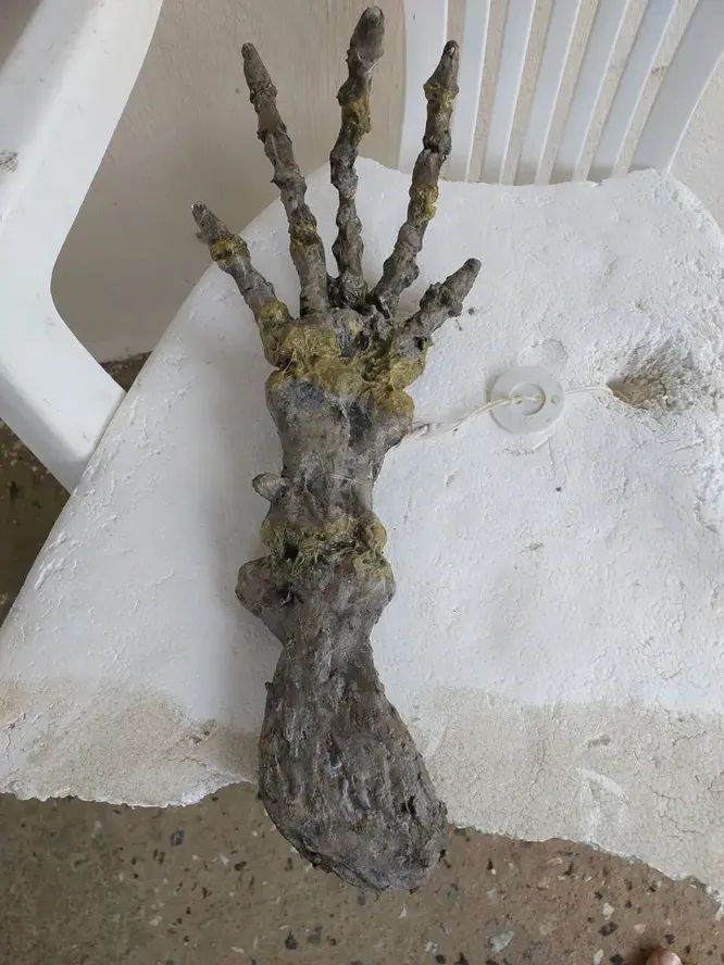 В Бразилии на пляже найдена «рука инопланетянина»