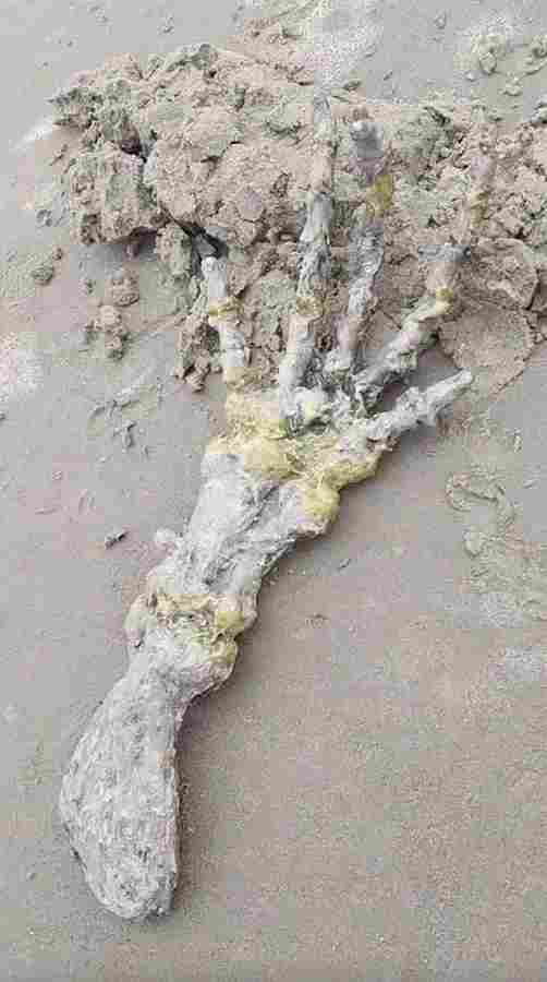 В Бразилии на пляже найдена «рука инопланетянина»