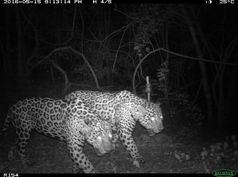 Пара самцов ягуаров патрулирует свою территорию / © Panthera