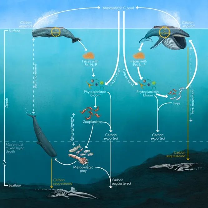 Китовый углеродный насос