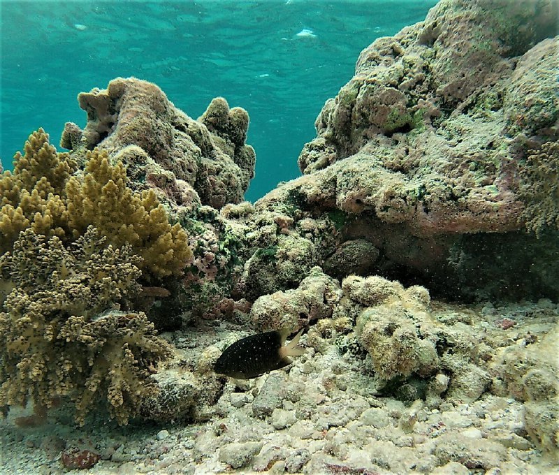 Помацентровая рыба на своем участке кораллового рифа