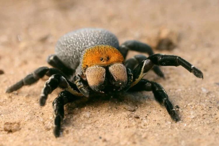 Самка бархатного паука кормит потомство своими же внутренностями