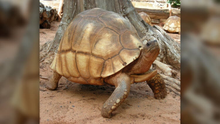 Гигантская черепаха Astrochelys yniphora, которая является близким род