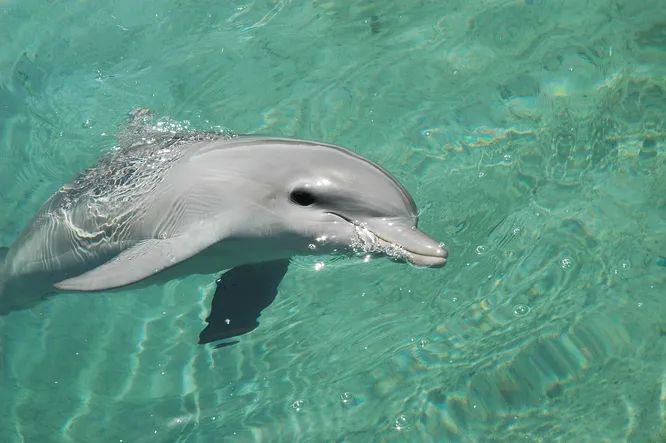 Дельфины умеют «кричать, когда шумно»