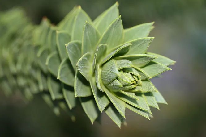 Листья араукарии чилийской живут до 24 лет Википедия