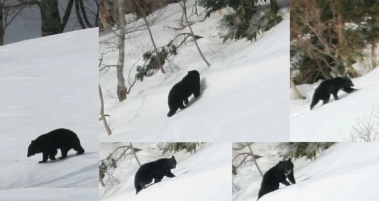Гималайский бурый медведь в снегу