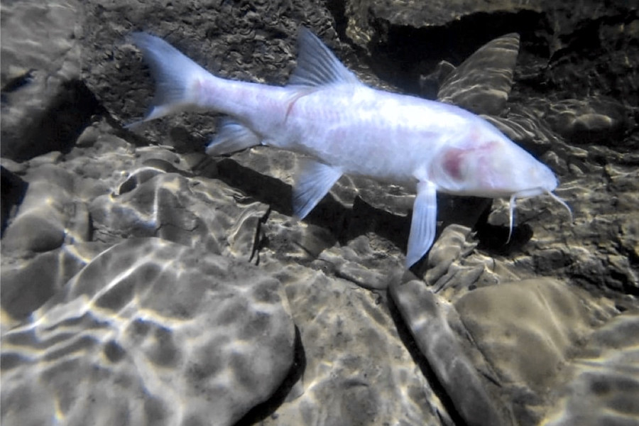 Слепые карповые оказались самыми большими пещерными рыбами в мире