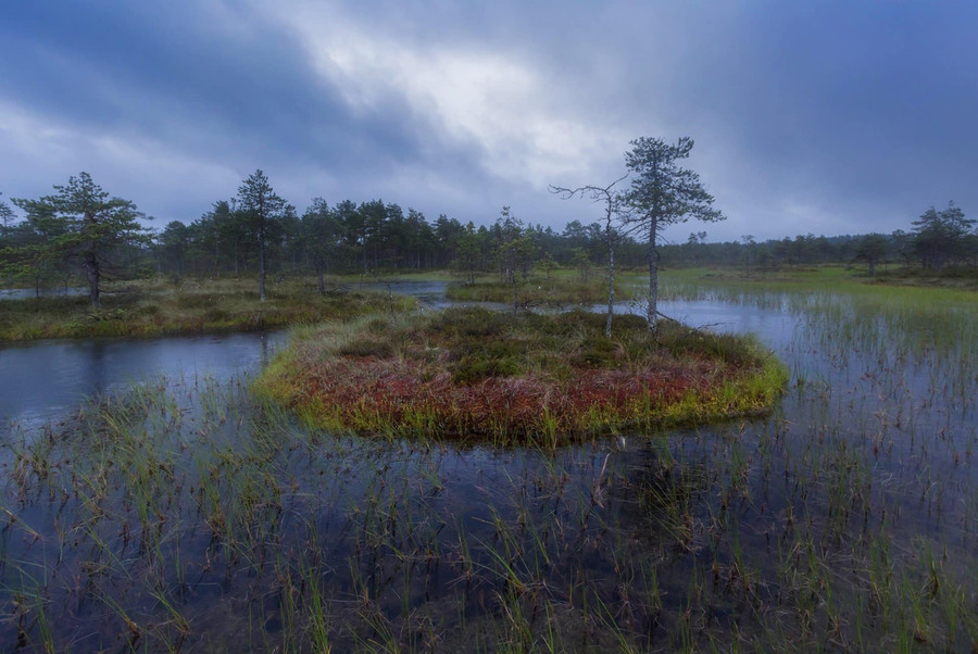 Растительность североевропейских болот оказалась способной сдерживать