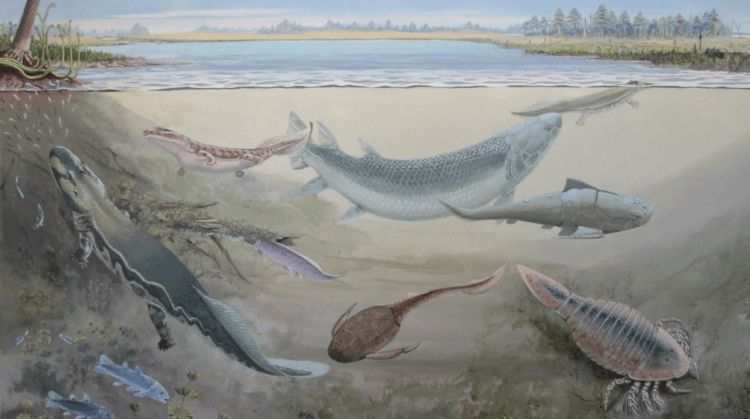 Археологи обнаружили окаменелости гигантской рыбы, охотившейся на пред