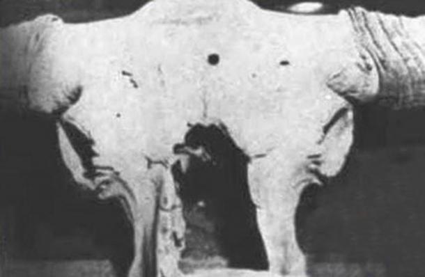 Череп доисторического быка с пулевым отверстием во лбу