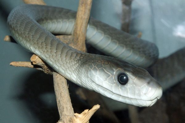 Биологи обнаружили, что змеи все же могут слышать звуки