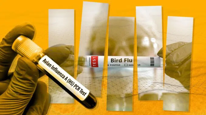 ВОЗ предупреждает, что птичий грипп может распространяться между людьм