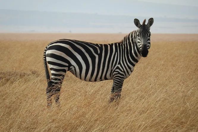 Ученые выяснили, зачем зебре нужен такой необычный окрас