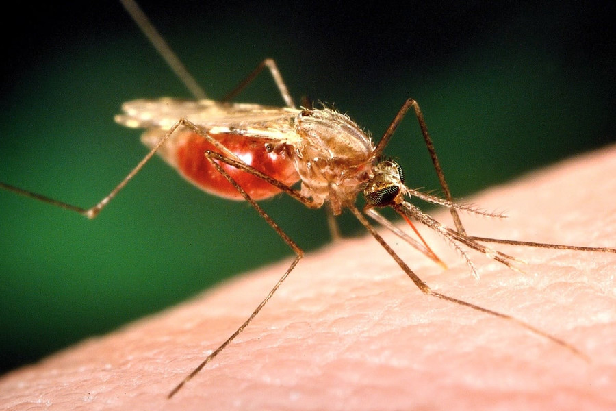 Малярийные комары расширяют свой ареал на пять километров в год