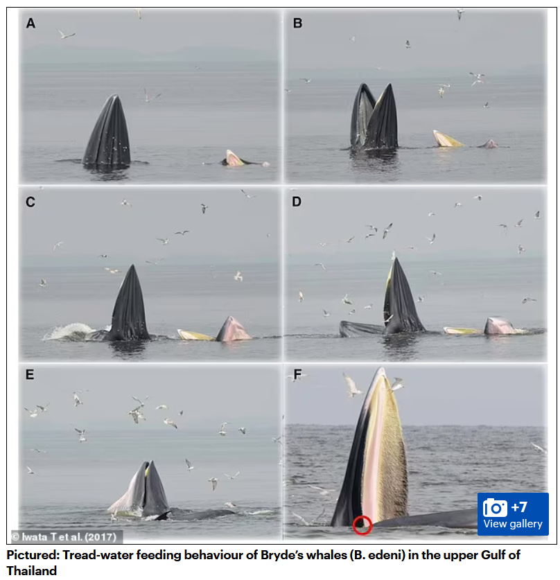 Поведение китов Брайда