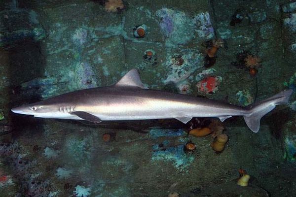 В Аргентине нашли останки человека в брюхе акулы