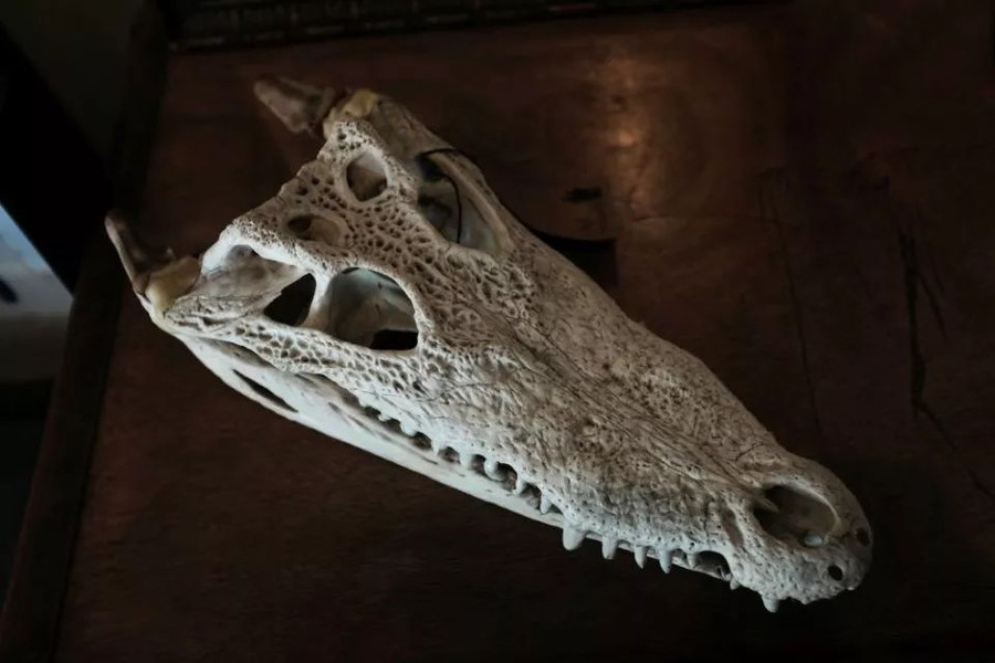 В Индии раскопали останки гигантского фитозавра