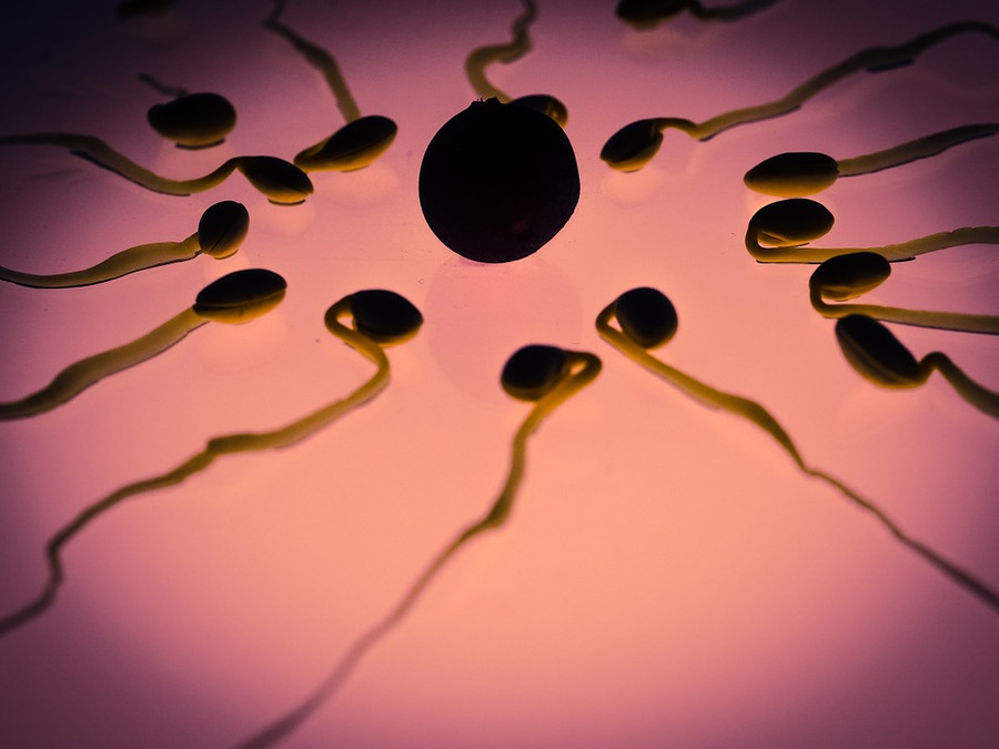 Количество сперматозоидов стремительно снижается на всех континентах,