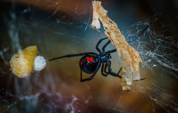 Экологи нашли причину исчезновения пауков вида "черная вдова" с юга СШ