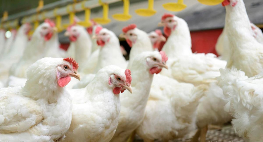 Диоксид хлора делает цыплят более здоровыми