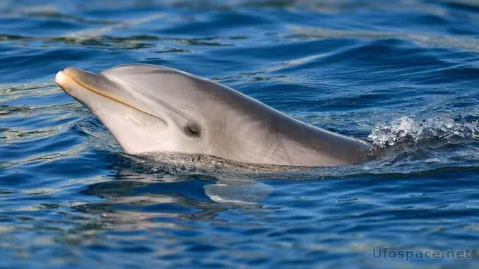 Ученые опасаются, что в загадочной гибели дельфинов и китов виноват пт