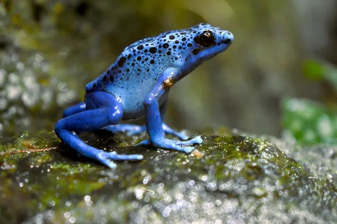 Синяя лягушка-дротик своим необычным окрасом предупреждает хищников