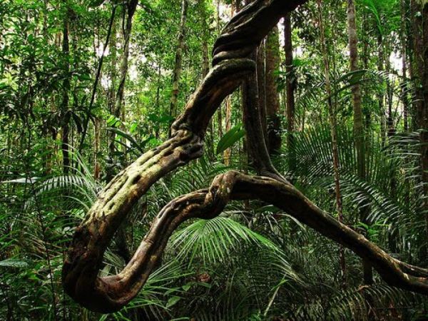 Молнии стали чаще убивать тропические деревья из-за лиан