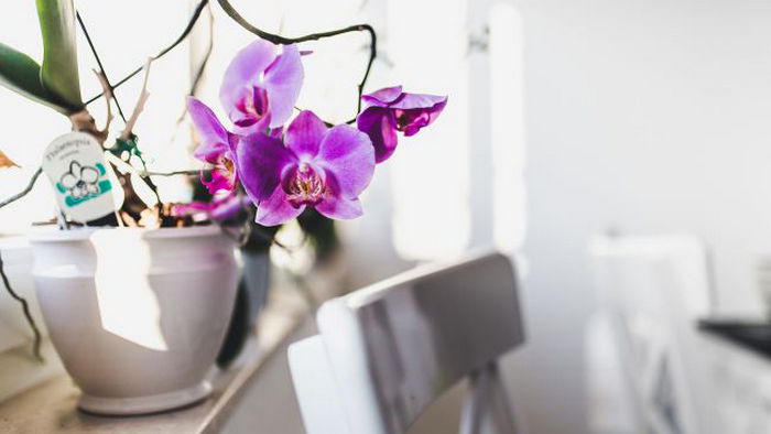 Корни орхидеи расскажут, что цветок в опасности: вот тревожные признак