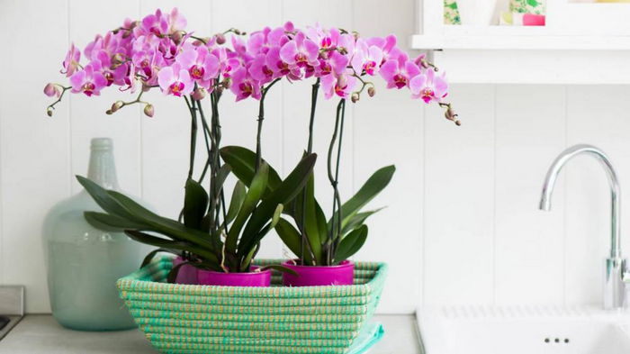Как часто поливать орхидею: названы конкретные сроки