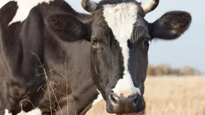 Фермеров заставят кормить коров "подавителями метана"