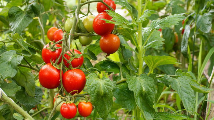 ошибки, из-за которых будет плохой урожай помидоров
