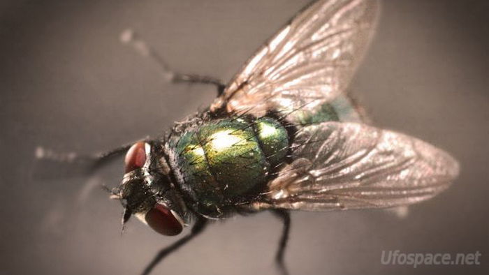 Простые до гениального способы отпугнуть мух от вашего дома