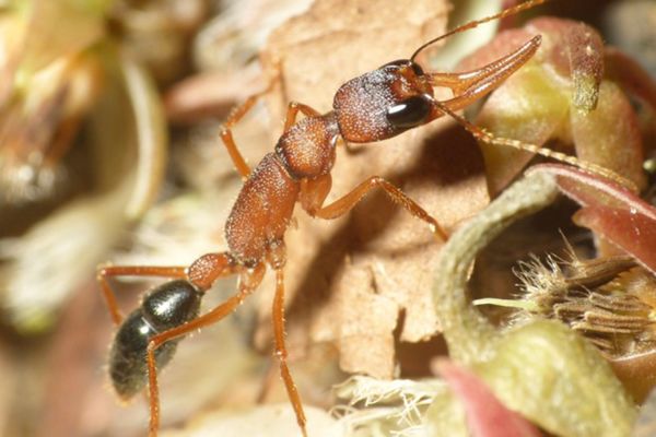 Биологи выяснили, что муравьи распространялись по миру вслед за растен
