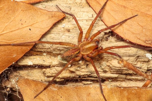 Самки пауков притворяются мертвыми, чтобы самцы-партнеры не боялись бы